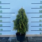 Tuja západná (Thuja occidentalis) ´GOLDEN SMARAGD´ - výška 40-60 cm, kont. C3L